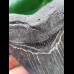 11.1 cm dark tooth of Megalodon with sharp teeth