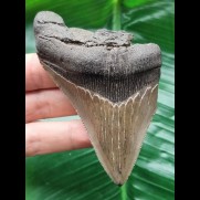 9,4 cm spitzer Zahn des Megalodon