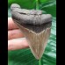 9.4 cm sharp tooth of the Megalodon