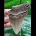 9.4 cm sharp tooth of the Megalodon
