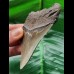 9.4 cm sharp tooth of the Megalodon