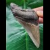 9.4 cm sharp tooth of the Megalodon