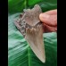 9.4 cm sharp tooth of the Megalodon