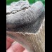 9.4 cm sharp tooth of the Megalodon