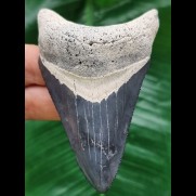 8,8 cm blauer dolchförmiger Zahn des Megalodon aus dem Bone Valley