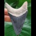 8,8 cm blauer dolchförmiger Zahn des Megalodon aus dem Bone Valley