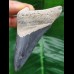 8,8 cm blauer dolchförmiger Zahn des Megalodon aus dem Bone Valley