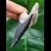 8,8 cm blauer dolchförmiger Zahn des Megalodon aus dem Bone Valley