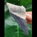 8,8 cm blauer dolchförmiger Zahn des Megalodon aus dem Bone Valley