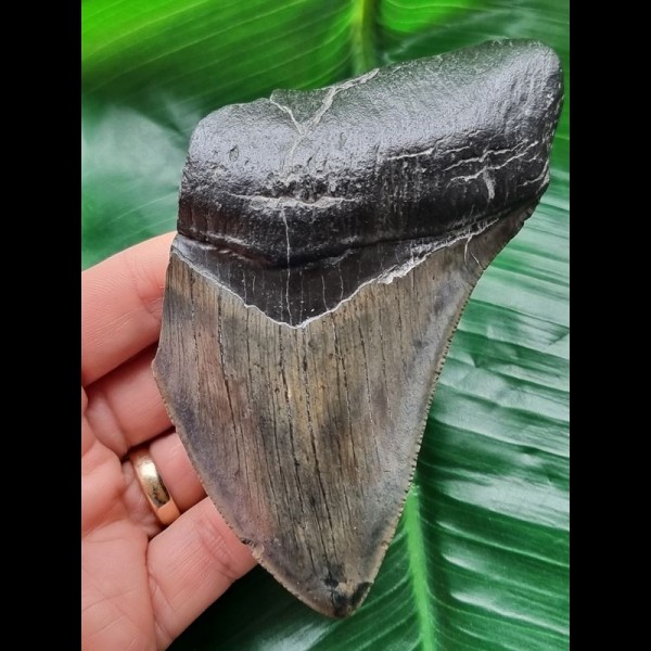 11,6 cm schönes Zahnfragment des Megalodon