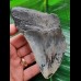 11,6 cm schönes Zahnfragment des Megalodon