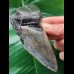 11,6 cm schönes Zahnfragment des Megalodon