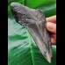 11,6 cm schönes Zahnfragment des Megalodon