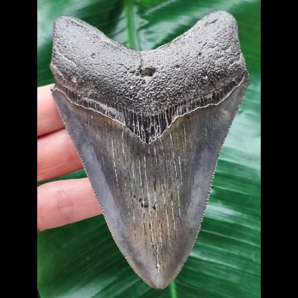 11,4 cm scharfer dunkler Zahn des Megalodon 