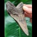 10,1 cm gemusterter Unterkiefer-Zahn des Megalodon