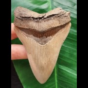 9,5 cm heller Zahn des Megalodon