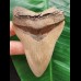 12.3 cm black tooth fragment of Megalodon