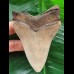 12.3 cm black tooth fragment of Megalodon