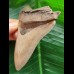 12.3 cm black tooth fragment of Megalodon