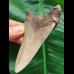 12.3 cm black tooth fragment of Megalodon