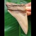 12.3 cm black tooth fragment of Megalodon