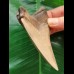 12.3 cm black tooth fragment of Megalodon