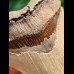 12.3 cm black tooth fragment of Megalodon