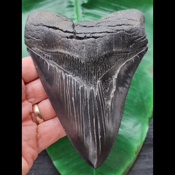 13.5 cm black sharp tooth of the Megalodon
