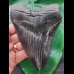 13.5 cm black sharp tooth of the Megalodon