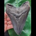 13.5 cm black sharp tooth of the Megalodon