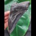 13.5 cm black sharp tooth of the Megalodon
