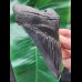 13.5 cm black sharp tooth of the Megalodon