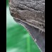 13.5 cm black sharp tooth of the Megalodon