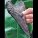 13.5 cm black sharp tooth of the Megalodon