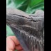 13.5 cm black sharp tooth of the Megalodon