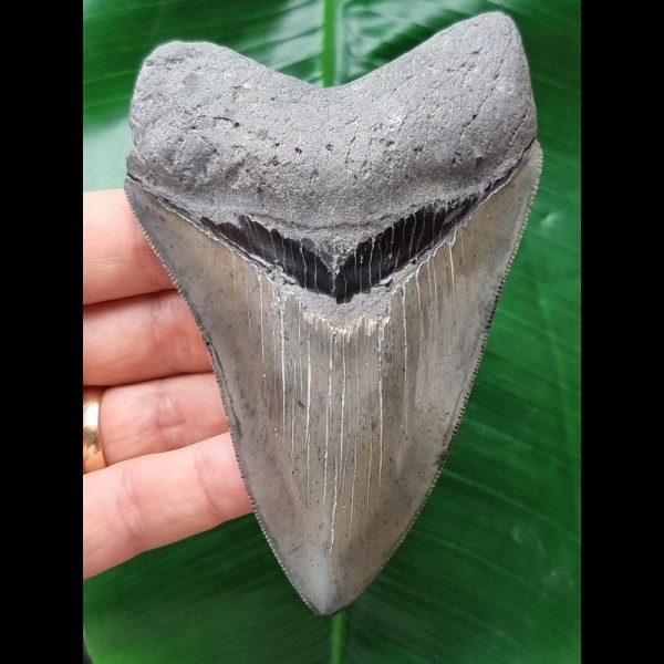 11,1 cm schöner scharfer Zahn des Megalodon