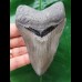 11,1 cm schöner scharfer Zahn des Megalodon