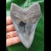 11,1 cm schöner scharfer Zahn des Megalodon