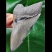 11,1 cm schöner scharfer Zahn des Megalodon