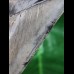 11,1 cm schöner scharfer Zahn des Megalodon