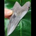 11,1 cm schöner scharfer Zahn des Megalodon