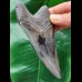 11,1 cm schöner scharfer Zahn des Megalodon