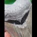 11,1 cm schöner scharfer Zahn des Megalodon