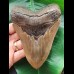 13.5 cm large anterior tooth of the Megalodon