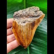 9,4 cm rot-brauner Zahn des Megalodon aus Neukaledonien