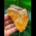 9.4 cm red-brown tooth of the Megalodon from New Caledonia
