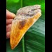9.4 cm red-brown tooth of the Megalodon from New Caledonia