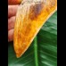 9.4 cm red-brown tooth of the Megalodon from New Caledonia