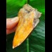 9.4 cm red-brown tooth of the Megalodon from New Caledonia