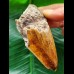 9.4 cm red-brown tooth of the Megalodon from New Caledonia
